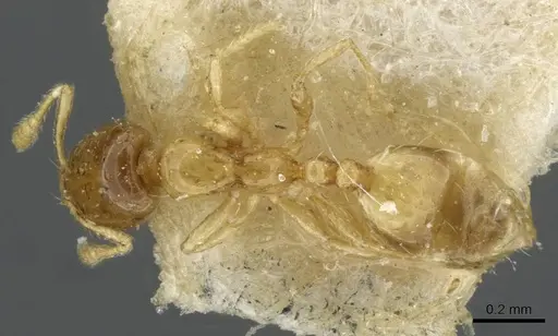 Monomorium exiguum specimen CASENT0101592 image casent0101592_1