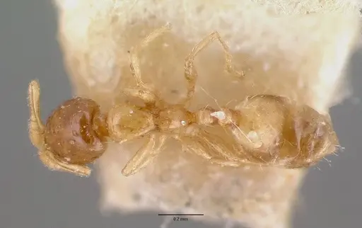 Monomorium exiguum specimen CASENT0101592 image casent0101592_2