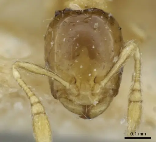 Monomorium exiguum specimen CASENT0101592 image casent0101592_3