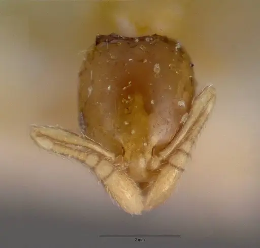 Monomorium exiguum specimen CASENT0101592 image casent0101592_4