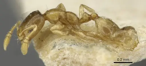 Monomorium exiguum specimen CASENT0101592 image casent0101592_5