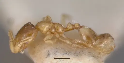 Monomorium exiguum specimen CASENT0101592 image casent0101592_6