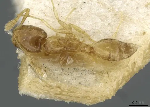 Monomorium exiguum specimen CASENT0101743 image casent0101743_1