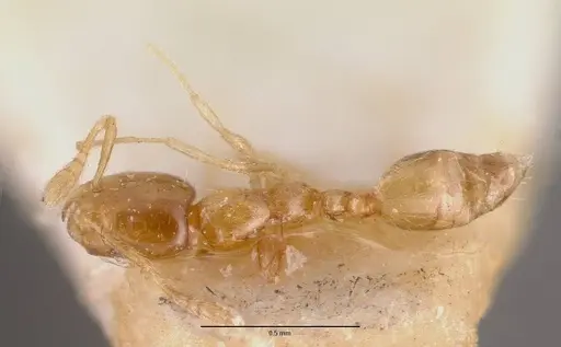 Monomorium exiguum specimen CASENT0101743 image casent0101743_2