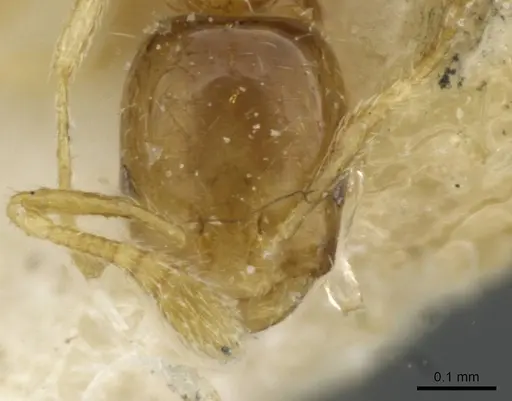 Monomorium exiguum specimen CASENT0101743 image casent0101743_3
