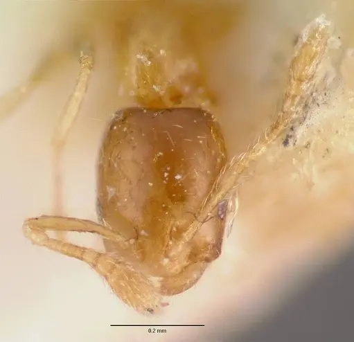 Monomorium exiguum specimen CASENT0101743 image casent0101743_4
