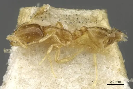 Monomorium exiguum specimen CASENT0101743 image casent0101743_5
