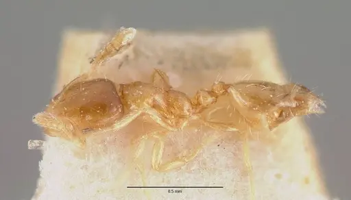 Monomorium exiguum specimen CASENT0101743 image casent0101743_6