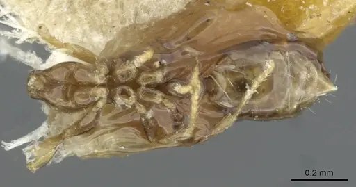 Monomorium exiguum specimen CASENT0101853 image casent0101853_1