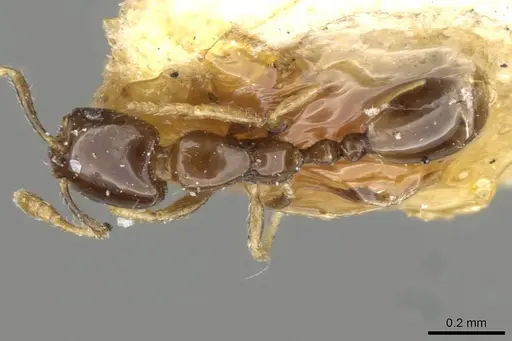 Monomorium exiguum specimen CASENT0101870 image casent0101870_1