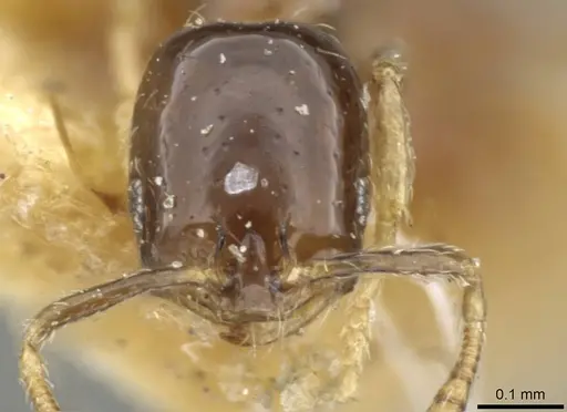 Monomorium exiguum specimen CASENT0101870 image casent0101870_2