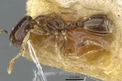 Monomorium exiguum specimen CASENT0101870 image casent0101870_3