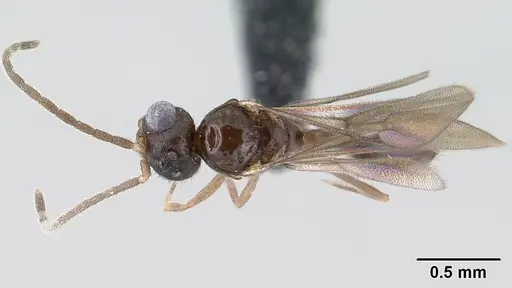 Monomorium exiguum specimen CASENT0135614 image casent0135614_1
