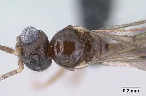 Monomorium exiguum specimen CASENT0135614 image casent0135614_2