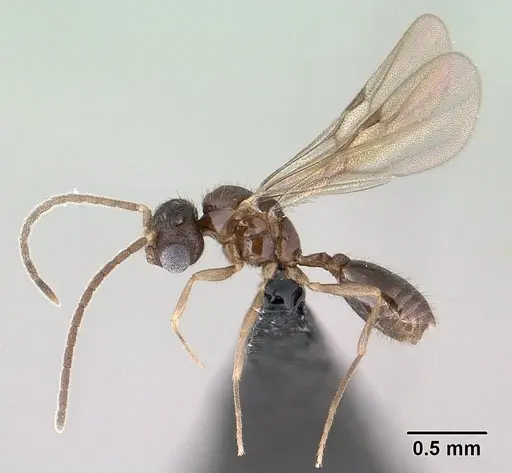 Monomorium exiguum specimen CASENT0135614 image casent0135614_4