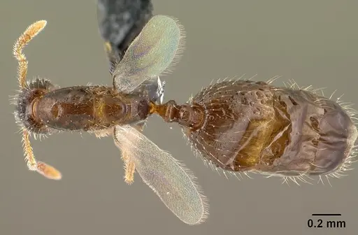 Monomorium exiguum specimen CASENT0135739 image casent0135739_1