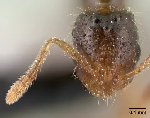 Monomorium exiguum specimen CASENT0135739 image casent0135739_2