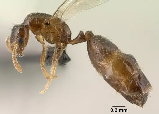 Monomorium exiguum specimen CASENT0135739 image casent0135739_3