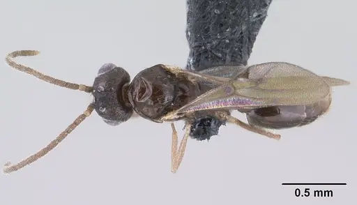 Monomorium exiguum specimen CASENT0144939 image casent0144939_1