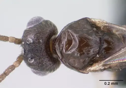 Monomorium exiguum specimen CASENT0144939 image casent0144939_2