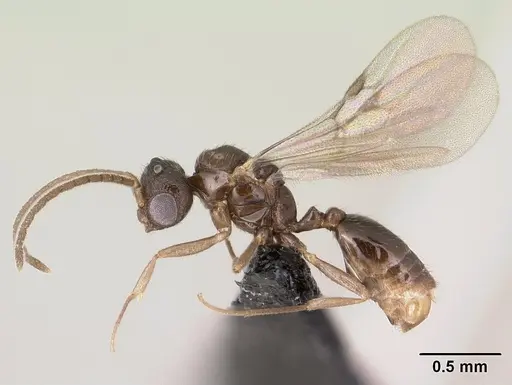 Monomorium exiguum specimen CASENT0144939 image casent0144939_3