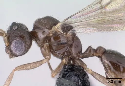 Monomorium exiguum specimen CASENT0144939 image casent0144939_4