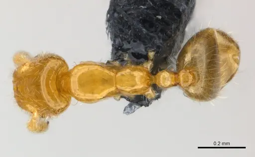 Monomorium exiguum specimen CASENT0148842 image casent0148842_1