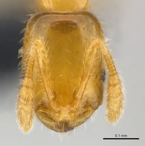 Monomorium exiguum specimen CASENT0148842 image casent0148842_3