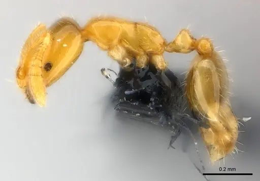 Monomorium exiguum specimen CASENT0148842 image casent0148842_4