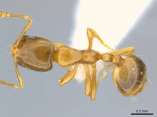 Monomorium exiguum specimen CASENT0217367 image casent0217367_1
