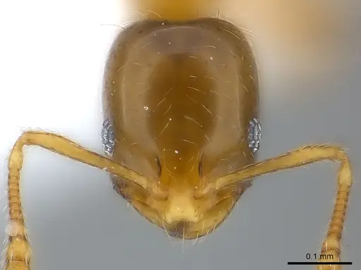 Monomorium exiguum specimen CASENT0217367 image casent0217367_2