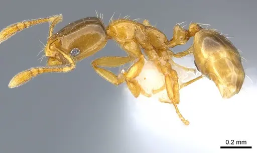 Monomorium exiguum specimen CASENT0217367 image casent0217367_3