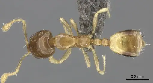 Monomorium exiguum specimen CASENT0235523 image casent0235523_1