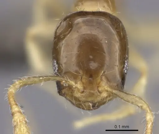 Monomorium exiguum specimen CASENT0235523 image casent0235523_2