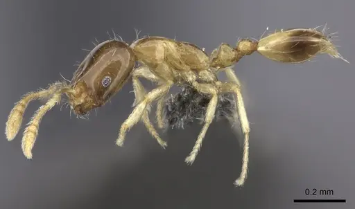 Monomorium exiguum specimen CASENT0235523 image casent0235523_3
