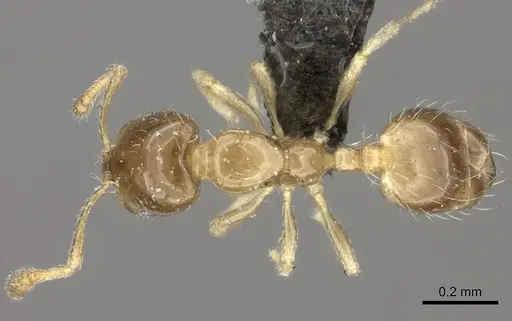 Monomorium exiguum specimen CASENT0235917 image casent0235917_1