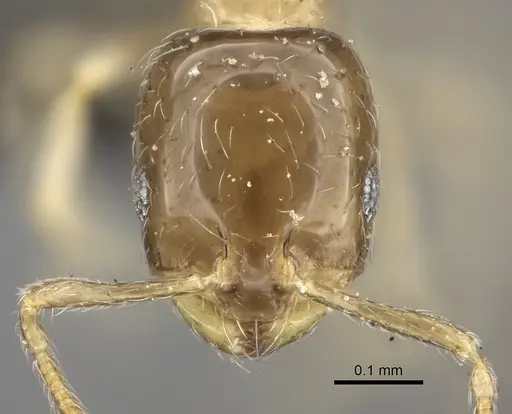 Monomorium exiguum specimen CASENT0235917 image casent0235917_2