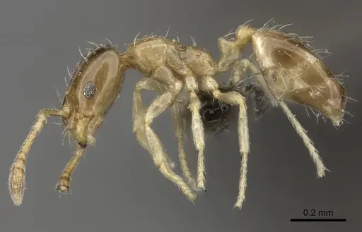Monomorium exiguum specimen CASENT0235917 image casent0235917_3