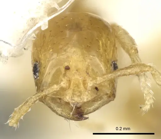 Monomorium exiguum specimen CASENT0249852 image casent0249852_1