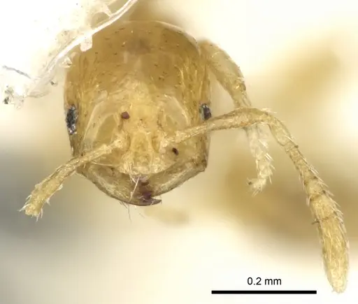 Monomorium exiguum specimen CASENT0249852 image casent0249852_2