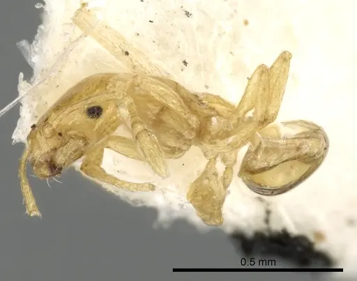 Monomorium exiguum specimen CASENT0249852 image casent0249852_3