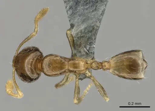 Monomorium exiguum specimen CASENT0258321 image casent0258321_1