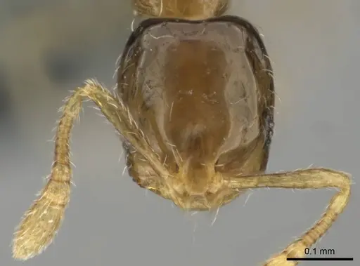 Monomorium exiguum specimen CASENT0258321 image casent0258321_2