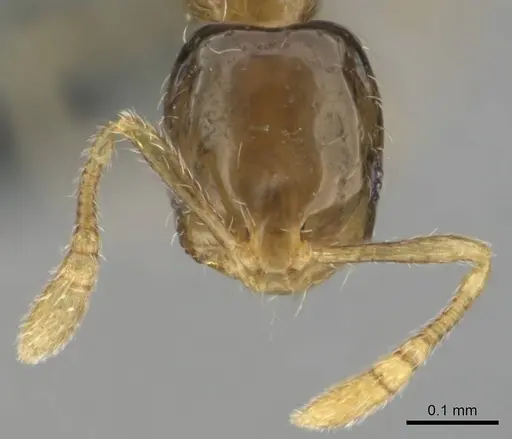 Monomorium exiguum specimen CASENT0258321 image casent0258321_3
