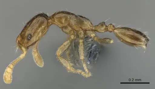 Monomorium exiguum specimen CASENT0258321 image casent0258321_4