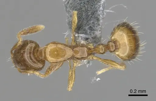 Monomorium exiguum specimen CASENT0263858 image casent0263858_1