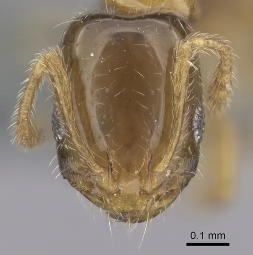 Monomorium exiguum specimen CASENT0263858 image casent0263858_2