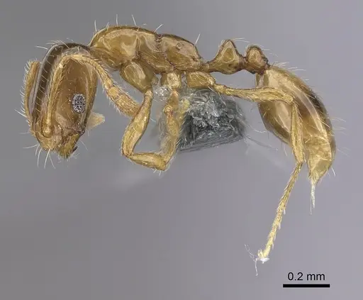 Monomorium exiguum specimen CASENT0263858 image casent0263858_3