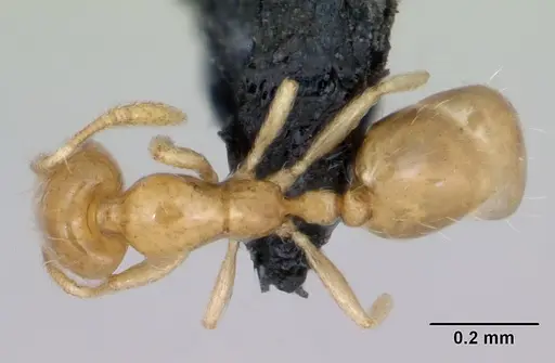 Monomorium exiguum specimen CASENT0470747 image casent0470747_1