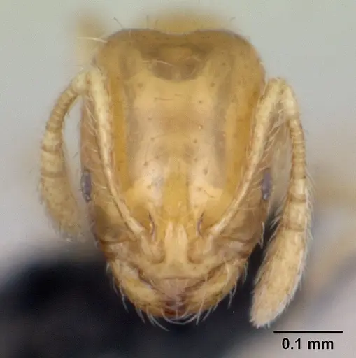 Monomorium exiguum specimen CASENT0470747 image casent0470747_2